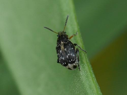 Bruchus affinis